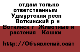 отдам только ответственным  - Удмуртская респ., Воткинский р-н, Воткинск г. Животные и растения » Кошки   